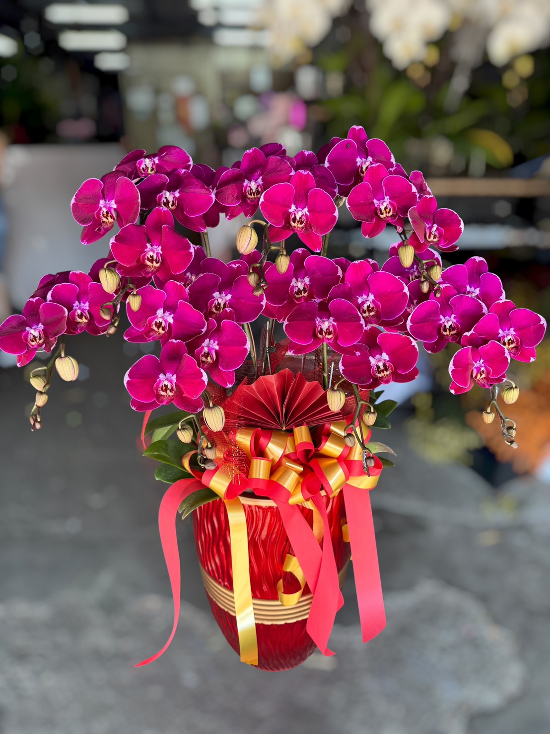 祝賀蘭花3500