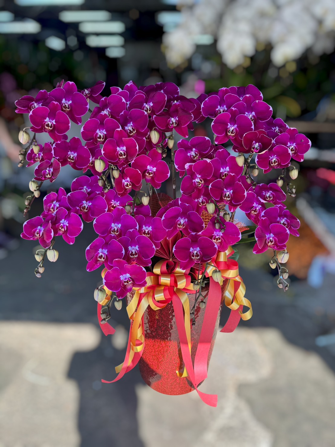 祝賀蘭花6000